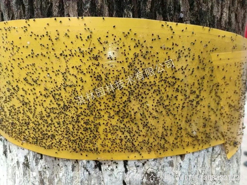 树木防虫