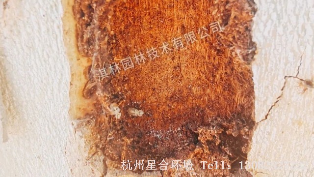 树木防虫