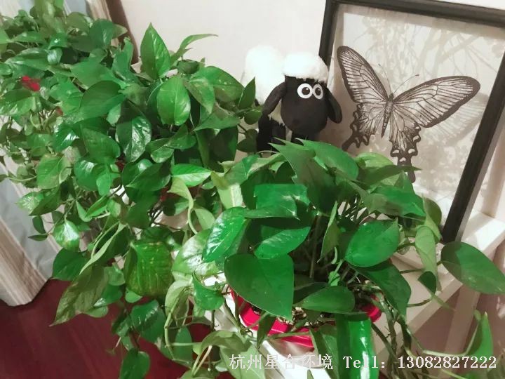 绿化养护