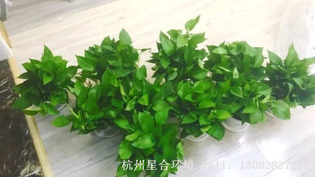 绿化养护