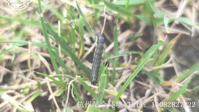 草坪养护