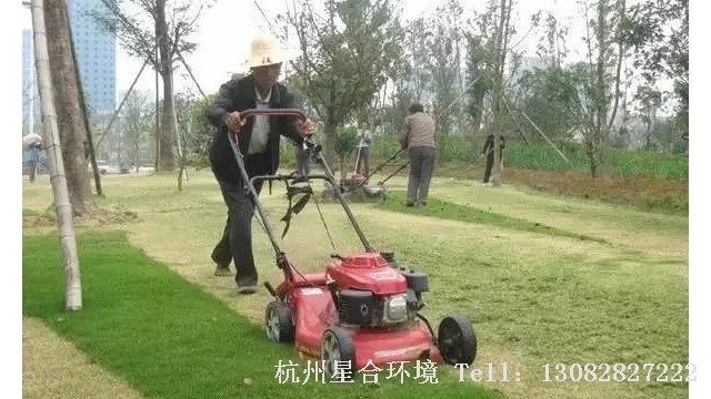 草坪养护