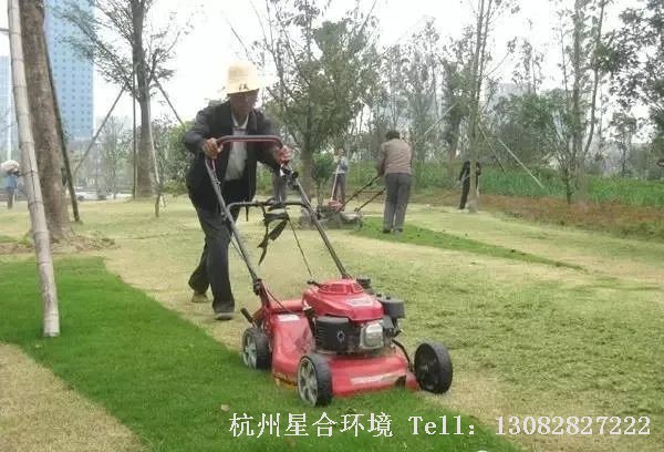 草坪养护-