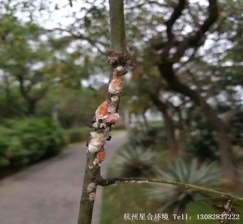 一年中绿化养护首次最佳防治日期：从江南地区到长江流域，再到黄河流域，第一次若虫孵化时间分别为，为3月上旬—中旬，5月中旬--下旬，5月下旬—月底。此时初孵幼虫的活动期和危害期是进行防治的最好时期和关键时期，此时介壳尚末形成或增厚，对药物敏感，防治省时省力，而且效果好。
