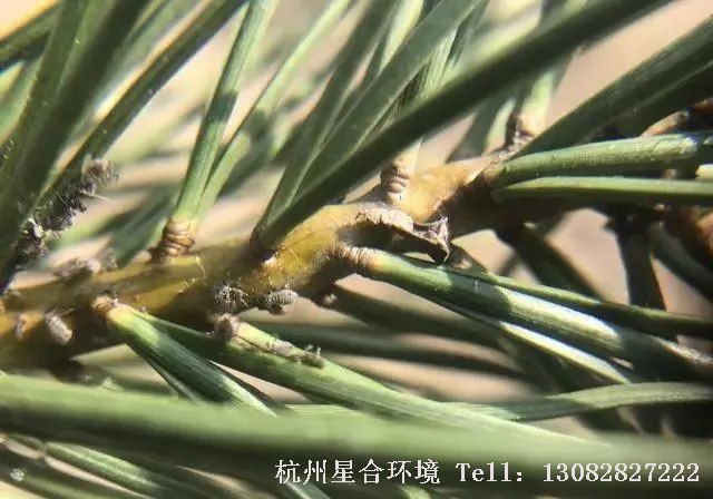 每年一到春天很多做绿化养护的朋友就会发现，在松树的松针上常常会有透明的液体出现，在阳光下还一闪一闪的，很多人以为这是松树的松脂，却不知道这很有可能是松大蚜危害的标志，而这些透明的液体其实正是松大蚜吸食松树汁液后所排出的蜜露！