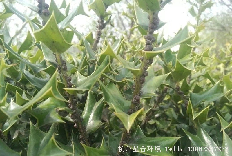 一年中绿化养护首次最佳防治日期：从江南地区到长江流域，再到黄河流域，第一次若虫孵化时间分别为，为3月上旬—中旬，5月中旬--下旬，5月下旬—月底。此时初孵幼虫的活动期和危害期是进行防治的最好时期和关键时期，此时介壳尚末形成或增厚，对药物敏感，防治省时省力，而且效果好。