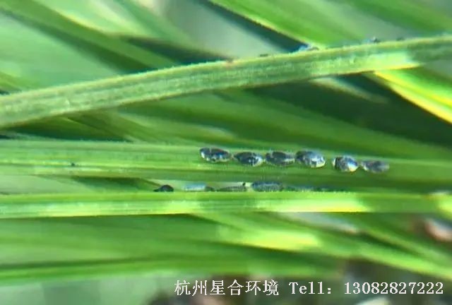 每年一到春天很多做绿化养护的朋友就会发现，在松树的松针上常常会有透明的液体出现，在阳光下还一闪一闪的，很多人以为这是松树的松脂，却不知道这很有可能是松大蚜危害的标志，而这些透明的液体其实正是松大蚜吸食松树汁液后所排出的蜜露！