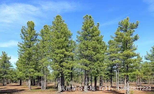 每年一到春天很多做绿化养护的朋友就会发现，在松树的松针上常常会有透明的液体出现，在阳光下还一闪一闪的，很多人以为这是松树的松脂，却不知道这很有可能是松大蚜危害的标志，而这些透明的液体其实正是松大蚜吸食松树汁液后所排出的蜜露！