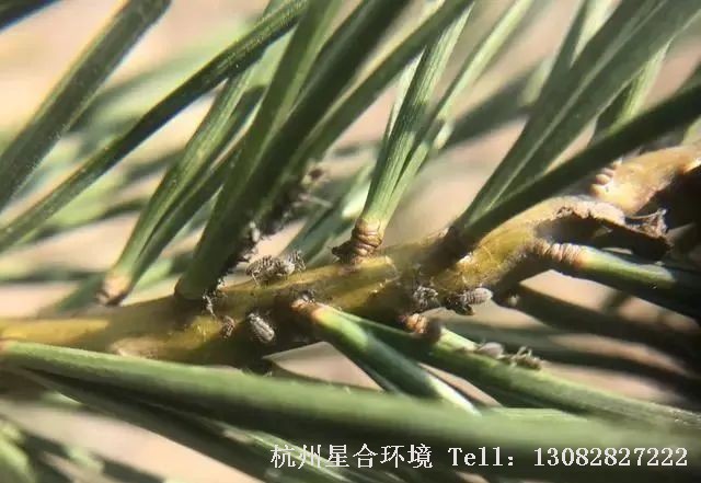 每年一到春天很多做绿化养护的朋友就会发现，在松树的松针上常常会有透明的液体出现，在阳光下还一闪一闪的，很多人以为这是松树的松脂，却不知道这很有可能是松大蚜危害的标志，而这些透明的液体其实正是松大蚜吸食松树汁液后所排出的蜜露！