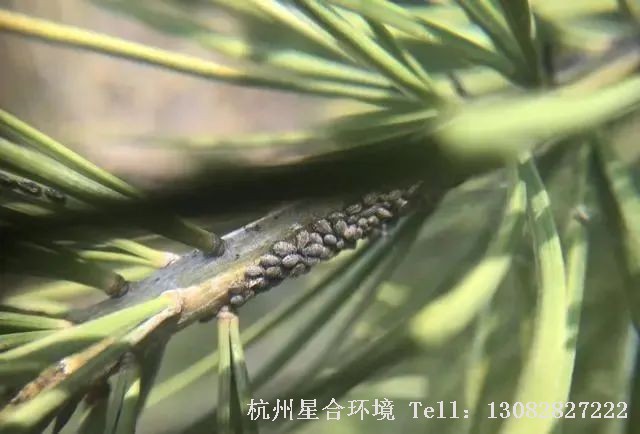 每年一到春天很多做绿化养护的朋友就会发现，在松树的松针上常常会有透明的液体出现，在阳光下还一闪一闪的，很多人以为这是松树的松脂，却不知道这很有可能是松大蚜危害的标志，而这些透明的液体其实正是松大蚜吸食松树汁液后所排出的蜜露！