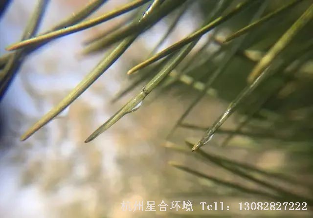 每年一到春天很多做绿化养护的朋友就会发现，在松树的松针上常常会有透明的液体出现，在阳光下还一闪一闪的，很多人以为这是松树的松脂，却不知道这很有可能是松大蚜危害的标志，而这些透明的液体其实正是松大蚜吸食松树汁液后所排出的蜜露！