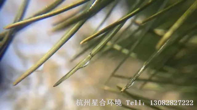 绿化养护