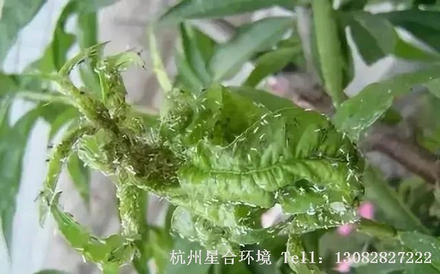 小区养护
