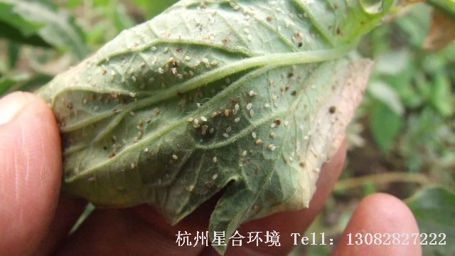 小区养护