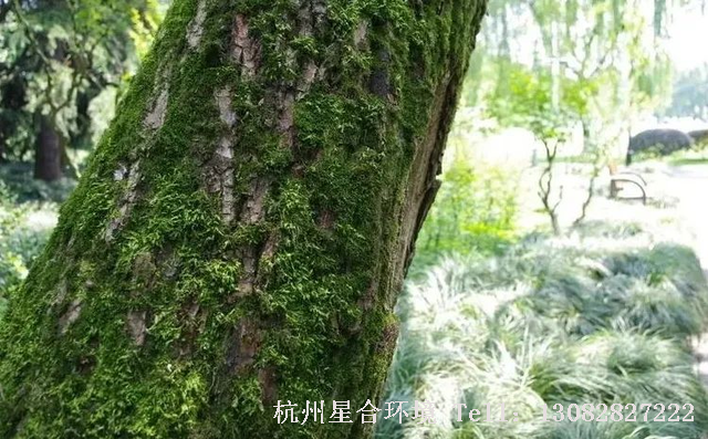 苔藓景观危害