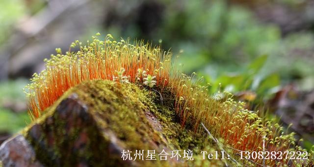 苔藓景观细节
