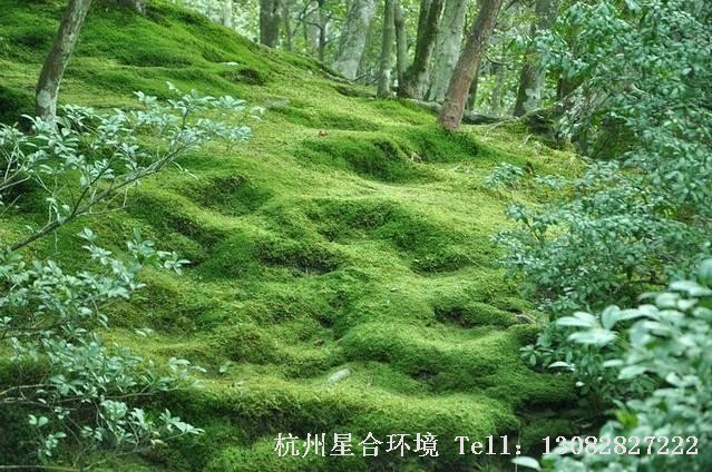 苔藓景观园林