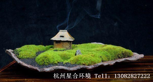 苔藓景观盆栽