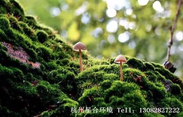 苔藓景观特写