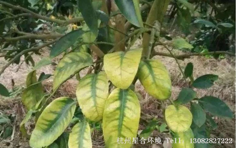 绿化养护缺氮时，老叶先退绿变黄，严重时叶片脱落，植株矮小;体内蛋白质等含氮物质合成明显下降，细胞分裂和伸长受到限制，叶绿素含量降低，从而导致植株矮小瘦弱、叶小色淡。