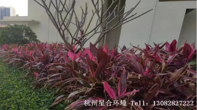 绿化养护植物缺磷时，常表现为生长迟缓、花芽分化降低、花芽少，叶片上色差，无光泽，常用的磷肥有：磷酸二氢钾、过磷酸钙等。