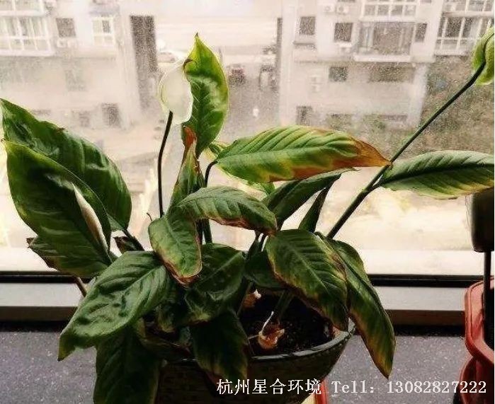 绿化养护钾是植物的主要营养元素之一，主要功能是参与植物的新陈代谢，如：促进光合作用及光合作用产物的转移(提高植物光合磷酸化作用