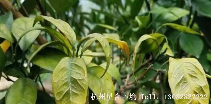 绿化养护植物严重缺硼影响到植物的叶、花、果以及茎的正常生长，并且影响生殖器官的形成，出现花而不实;常用的硼肥有：硼砂(呈碱性，溶解性差)、流体硼(水溶性好)、硼镁磷肥、有机硼等。