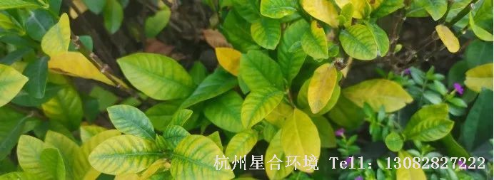 绿化养护铁是光合作用(有利于叶绿素的形成，植物缺少铁时因叶绿素形成受到障碍和破坏，叶片便会失绿，严重时叶片变成灰白色，尤其是新生叶更易出现失绿现象
