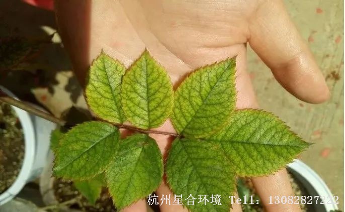 绿化养护镁是构成植物体内叶绿素的主要成分之一