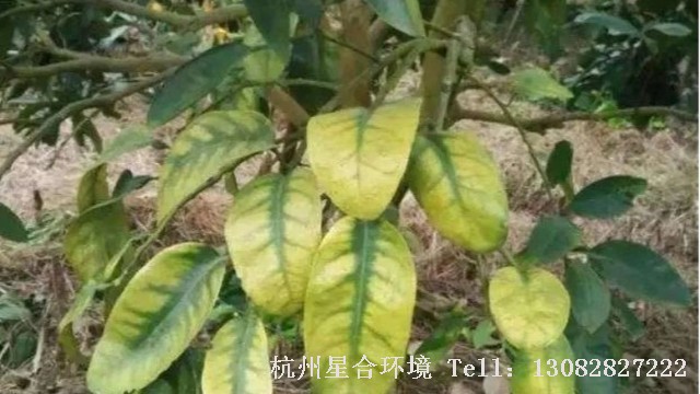 绿化养护