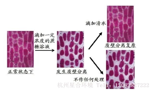 绿化养护水能保持植物体的固有状态