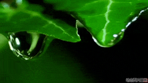 绿化养护水能保持植物体的固有状态