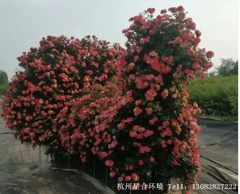 花园养护