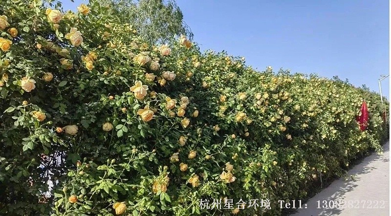花园养护