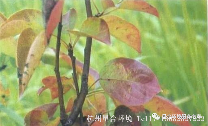 绿环养护