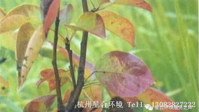 绿环养护