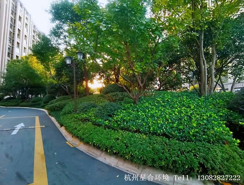 拱墅区绿化养护3