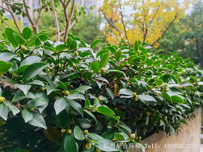 余杭区绿化养护1