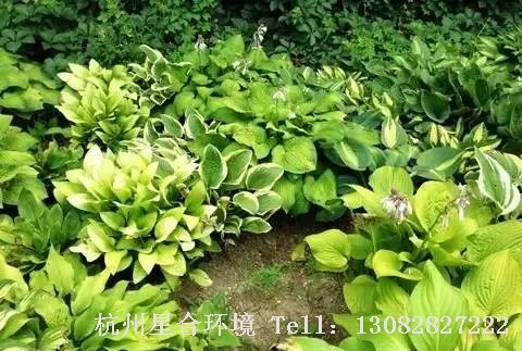 园林设计