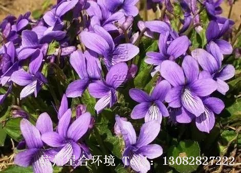 园林设计