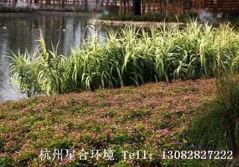 园林设计