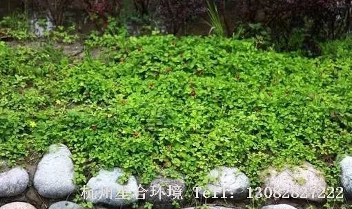园林设计