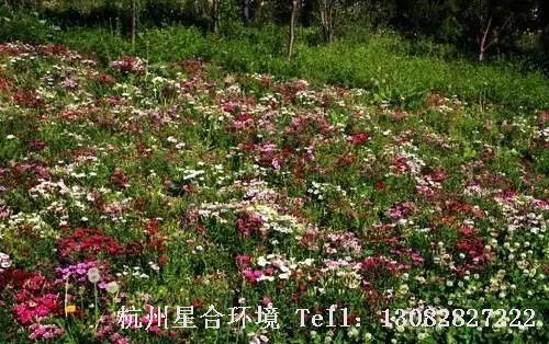 园林设计