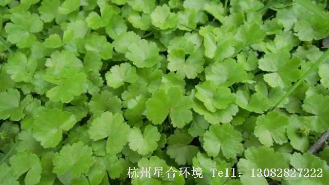 园林设计
