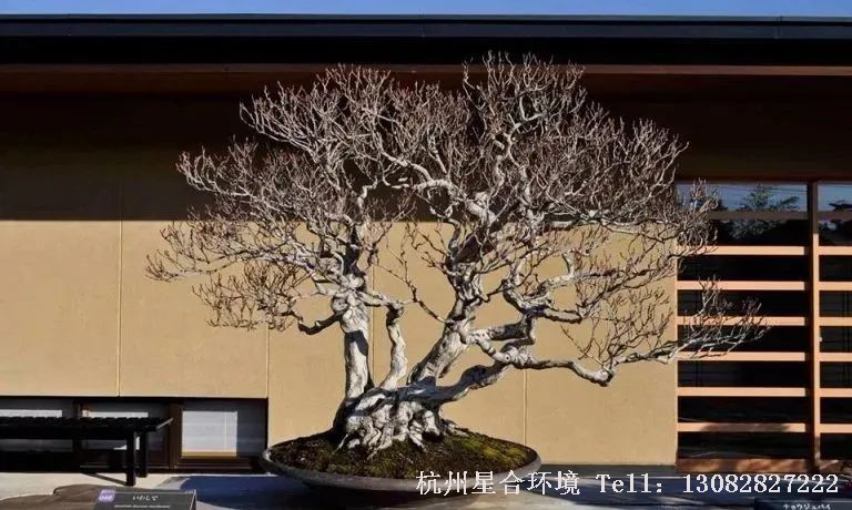 绿植株摆