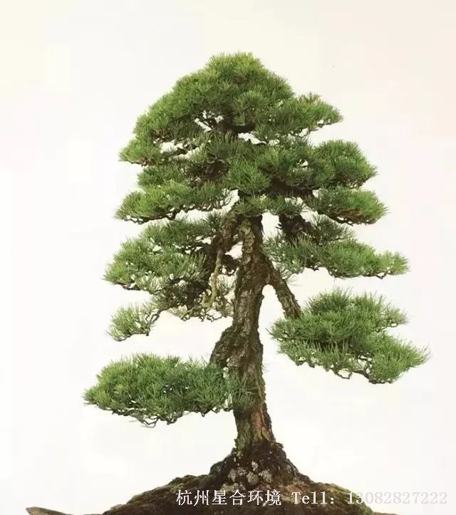 绿植株摆