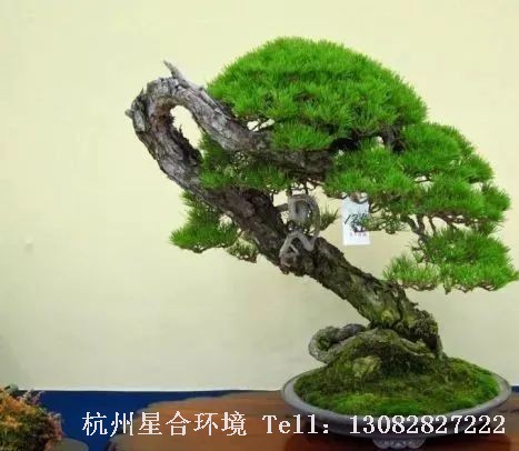 绿植株摆