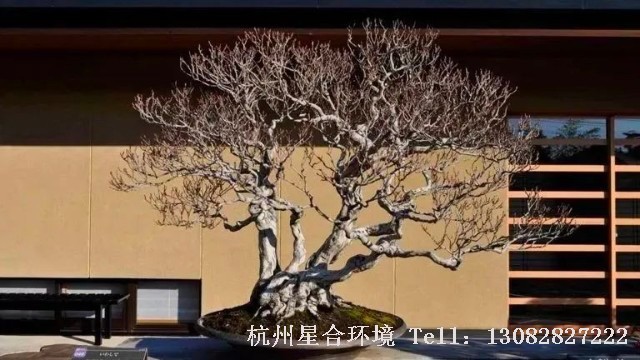 绿植株摆