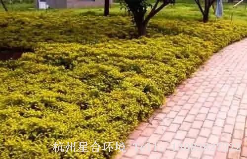 园林设计