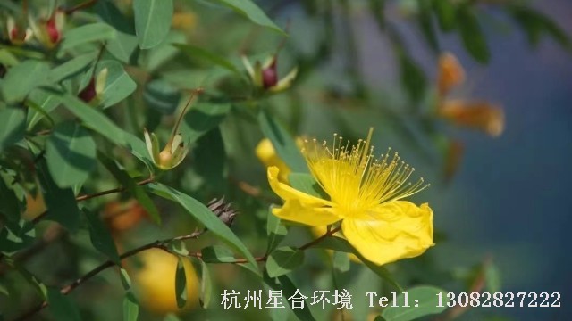 绿化养护